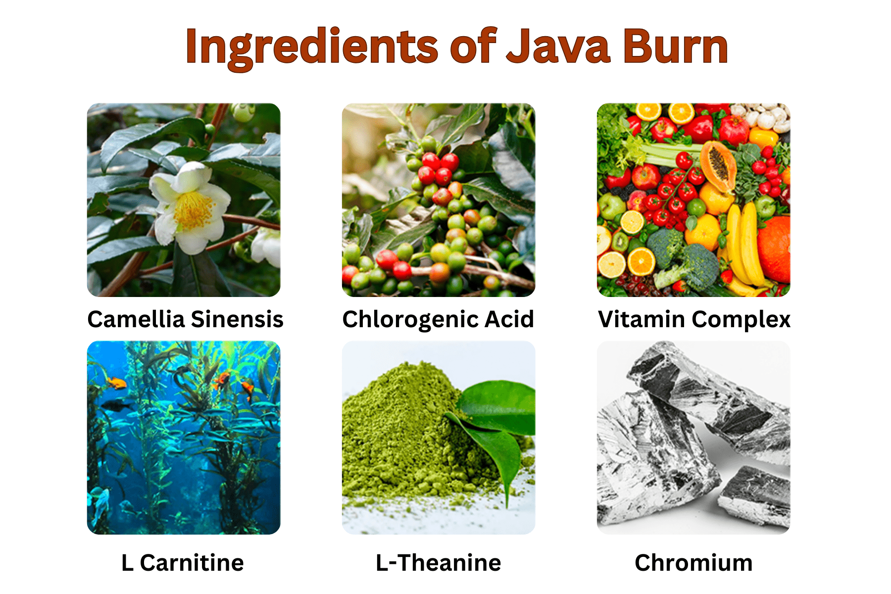 Java Burn Review